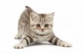 OH-GATOS